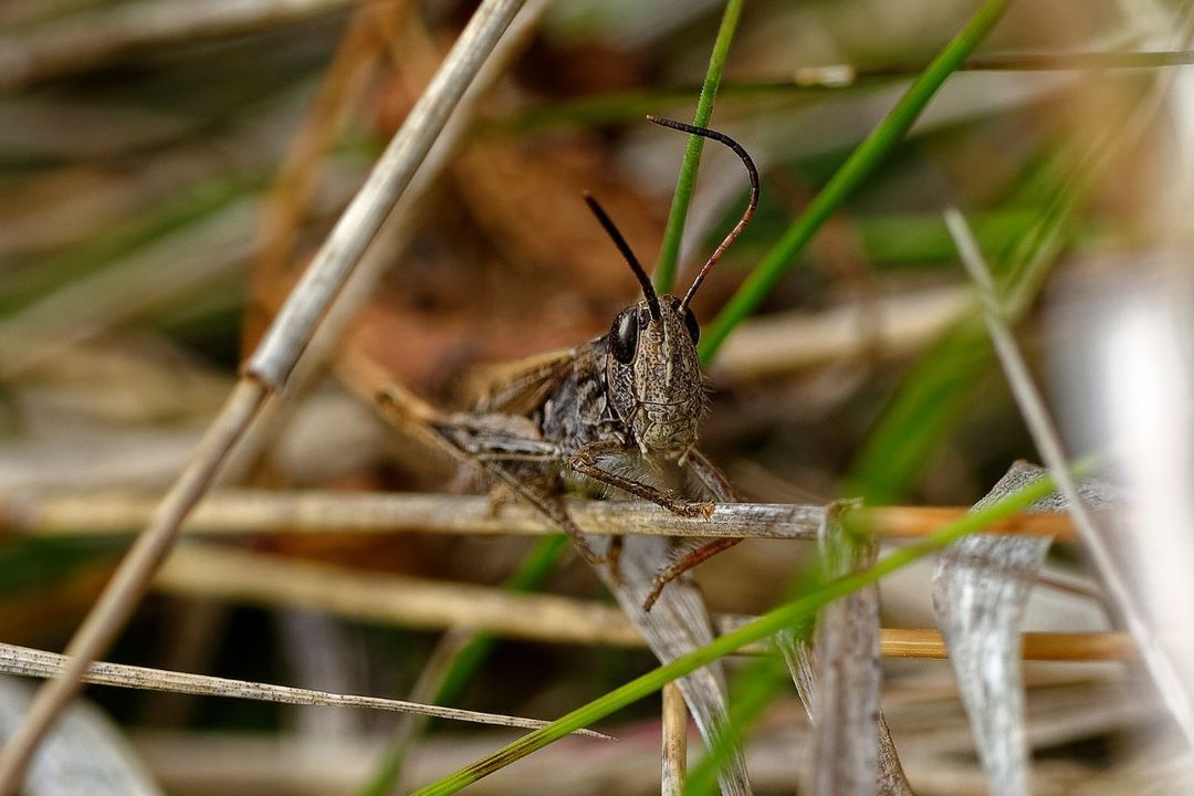 Fortified Pest Management Las Vegas Pest Control